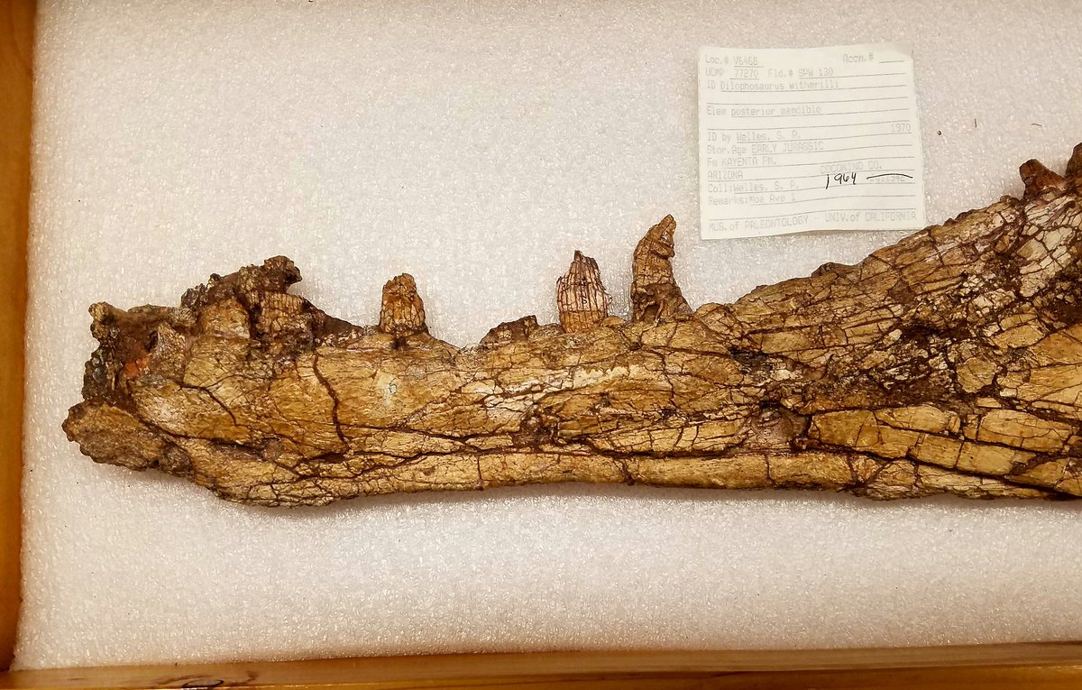 DannyAnduza's tweet photo. Because I never get tired of this lovely critter, here's a dentary of #Dilophosaurus for this week's #FossilFriday.  Like most stuff in this fm., the preservation isn't too pretty, but man what a beautiful jaw https://t.co/AjSum88Ire