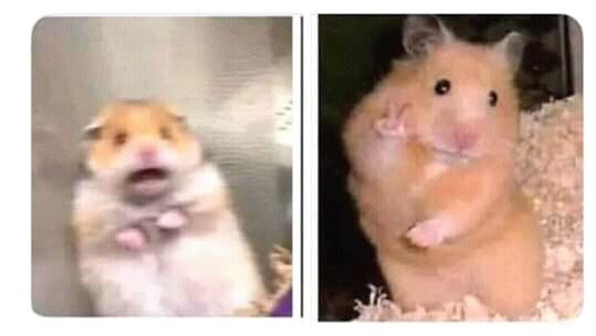 iBabyGirlOf's tweet photo. Cuando miro una víbora // Pero es mi amiga https://t.co/eVa94uqt3K