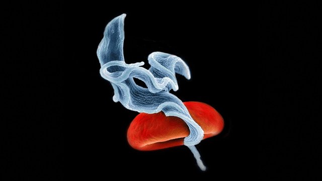 StemCellSurvive's tweet image. Seizures Suppressed by Transplanted Stem Cell-derived Neurons in Rodents #stemcells j.mp/2FnUyDn