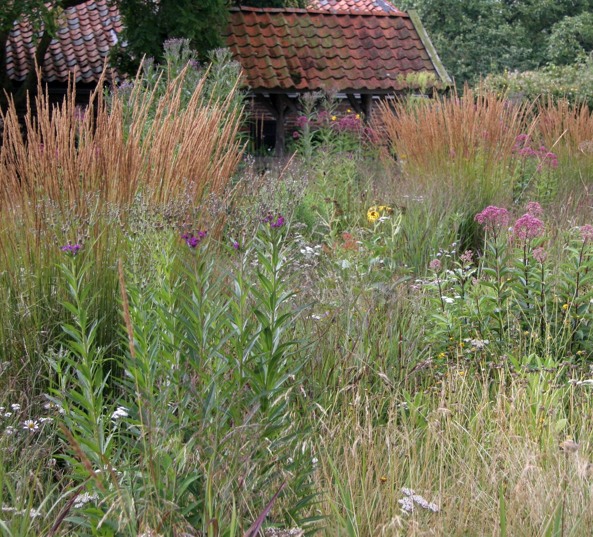GrassSolutions's tweet photo. Calamagrostis x acutiflora 'Karl Foerster' - a favorite for its good looks, long-lasting plumes, and undemanding growing requirements. #HoffmanNursery #WeGrowGoodGrass https://t.co/2UFn40QqCe