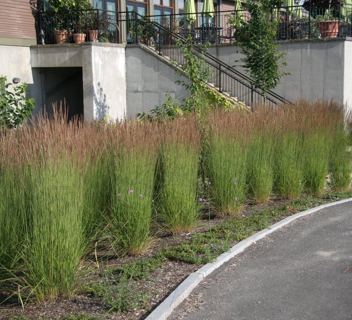 GrassSolutions's tweet photo. Calamagrostis x acutiflora 'Karl Foerster' - a favorite for its good looks, long-lasting plumes, and undemanding growing requirements. #HoffmanNursery #WeGrowGoodGrass https://t.co/2UFn40QqCe