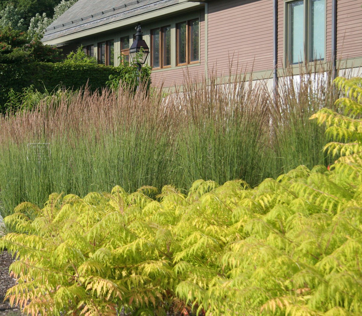 GrassSolutions's tweet photo. Calamagrostis x acutiflora 'Karl Foerster' - a favorite for its good looks, long-lasting plumes, and undemanding growing requirements. #HoffmanNursery #WeGrowGoodGrass https://t.co/2UFn40QqCe