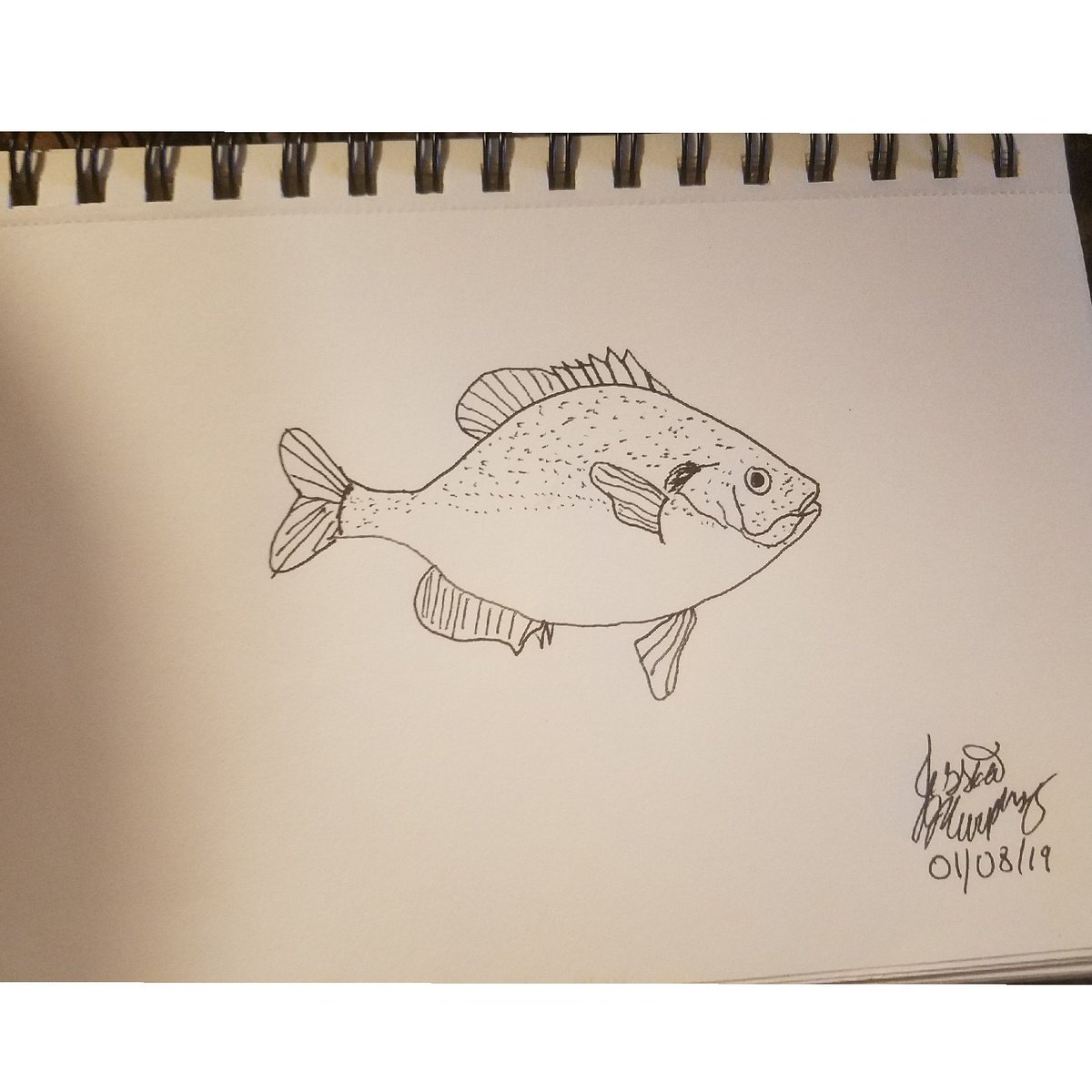 LOMOutdoors's tweet photo. One of our passions is the outdoors and so is art, so we put it together. 

Hit that follow, like and comment

We will do the same back!!
🔥👊🐟🎣

#fish #fishsketch #sketches #panfishsketch #panfish #art #outdoors https://t.co/ogGXZKYhPr