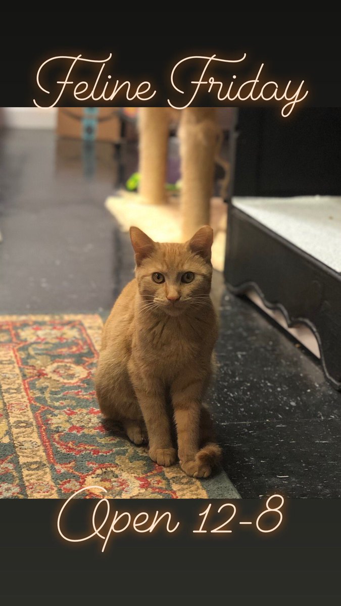 Happy Feline Friday! We’re open 12-8!