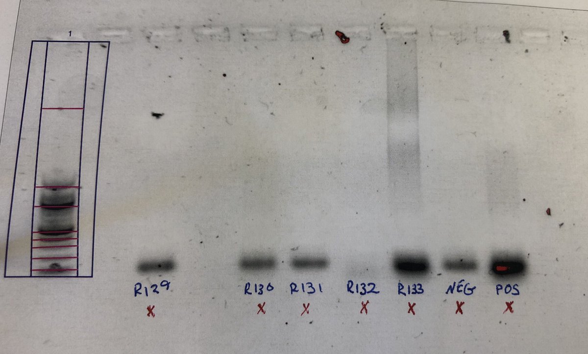 RDRidenbaugh's tweet image. New year, New set of #PCRproblems 🤷🏻‍♂️