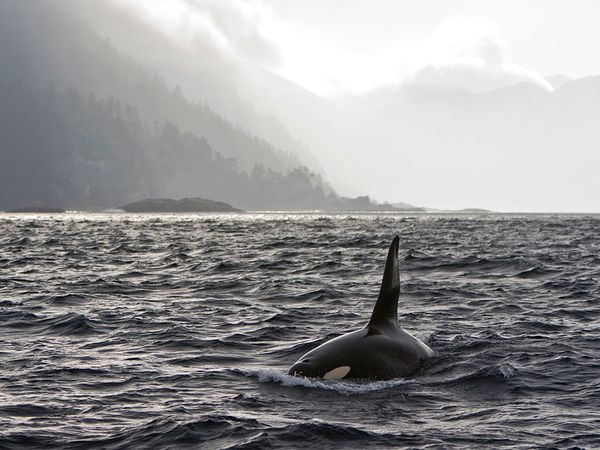 TheNewOcean's tweet photo. 8/ @NEBCanada Draft conditions recognize that the marine impacts of shipping need to be looked holistically and need to include the impact of #whalewatching on #SRKW #killer whales in the #SalishSea. #Environmentalnavigation includes all marine activity. https://t.co/mnj9PAVfPA