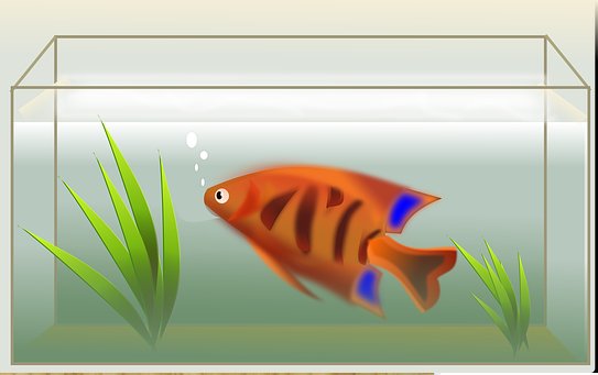 ReCreatePlay's tweet photo. We have some large heavy fish tanks. These have thick glass. They are FREE. You will need a van for transporting them. (3 tanks total).
3 tanciau pysgod ar gael nawr AM DDIM. Fydd angen van i gasglu nhw. https://t.co/U3MNsKANmV