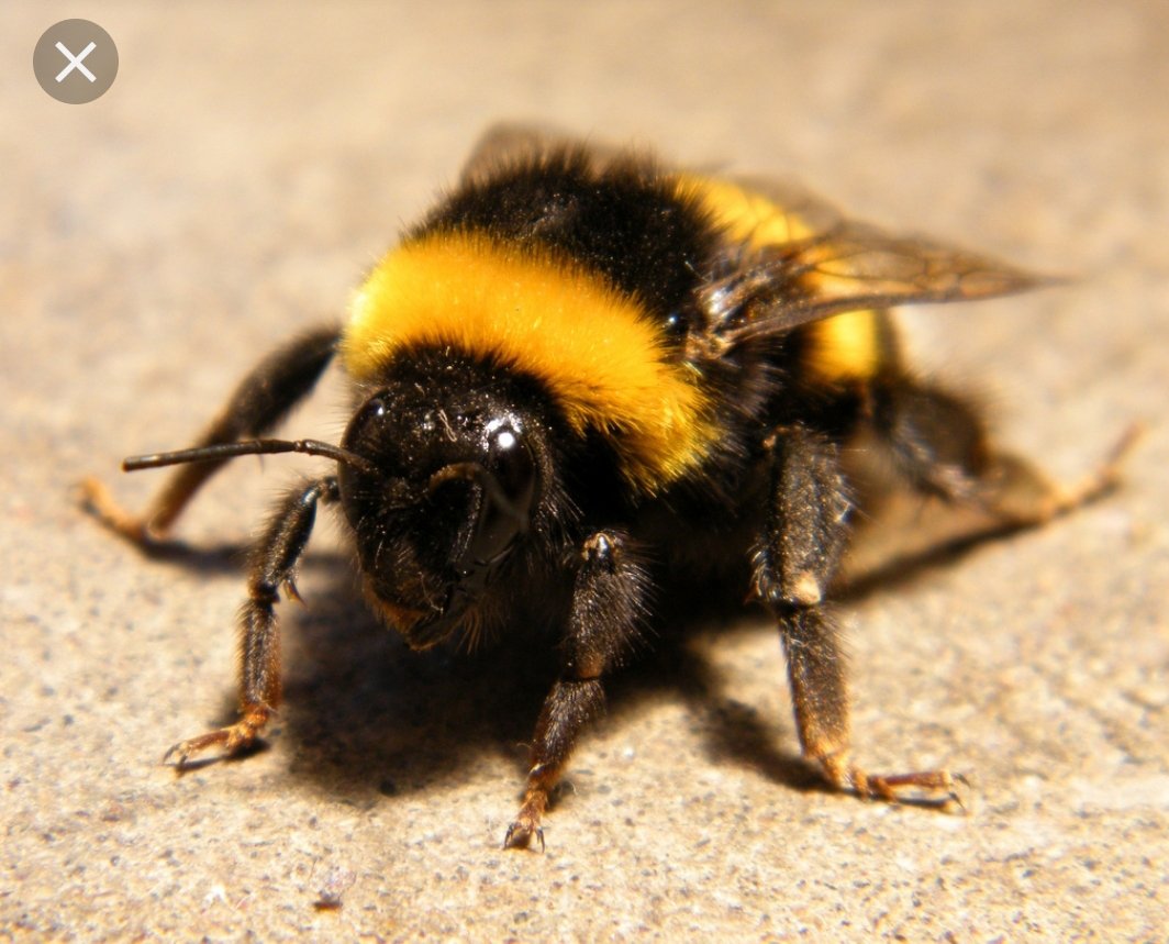 Daniel Rueda Twitter Àªªàª° Que Es Moscardones Admiradores