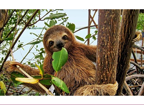 REALDistrictyqr's tweet photo. Who wants to meet a sloth?! Come down to the International Trade Centre at #EvrazPlace! Give yourself a good two hours to meet Mr. Sloth and all other animals! #LittleRays
More info: https://t.co/ntRVdRYbrh https://t.co/utOZTVtwZr