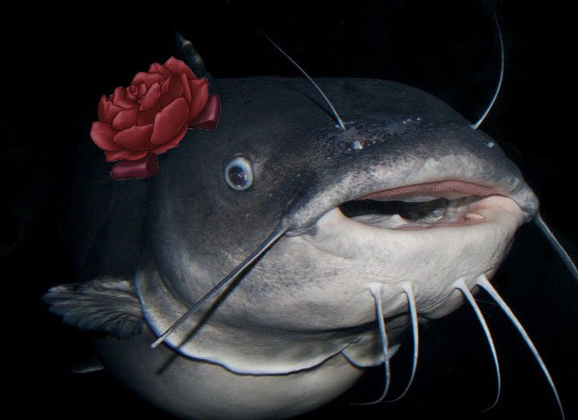 CatboxCreative's tweet image. Fun fact: in the 2 years before our announcement went live, we referred to #UminekoGold by the codename "Project Catfish." In the event of a leak, we figured fans would catch on if we called it "seacat!" (umi + neko!) 😉

Stay tuned everybody, it's almost Kickstarter time! 💛