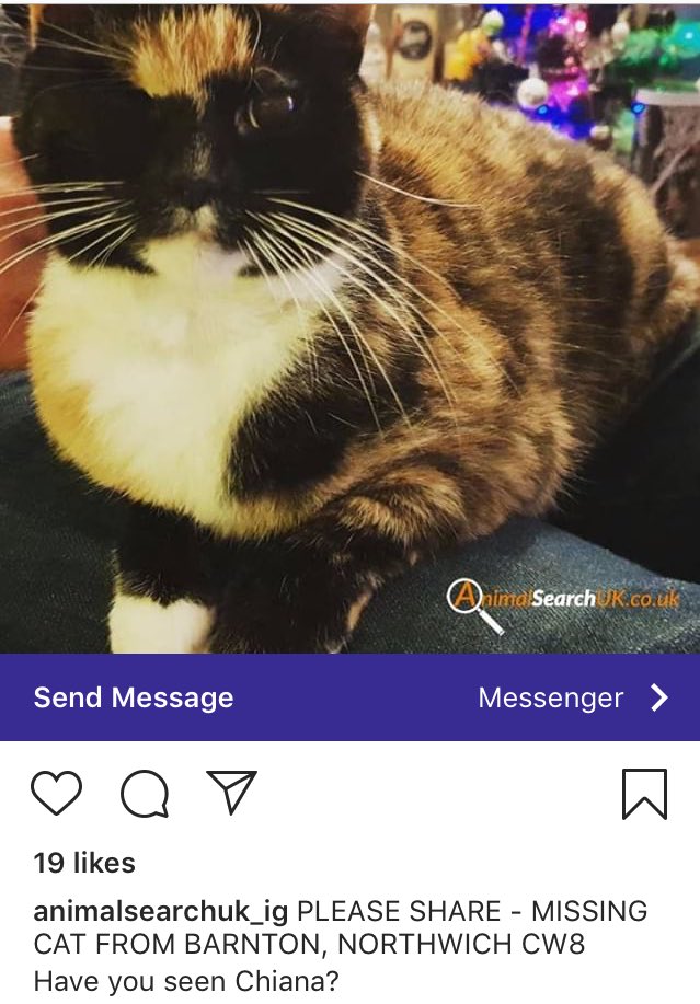 animalswilmslow's tweet photo. Missing cat from #northwich - please share and keep a look out for this beautiful girl #missingcat  #animalsearch https://t.co/Bu6cbZW8rK