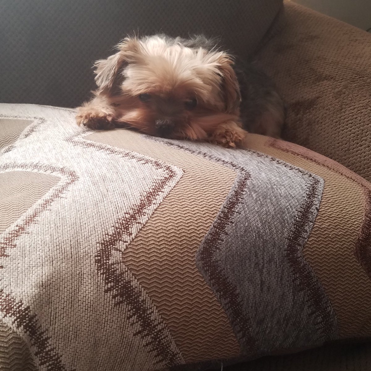My fur baby Sasha crossed the Rainbow Bridge on Wednesday January 9th 2019 . You gave me 13 wonderful years I love you and I’m going to miss you so much baby girl