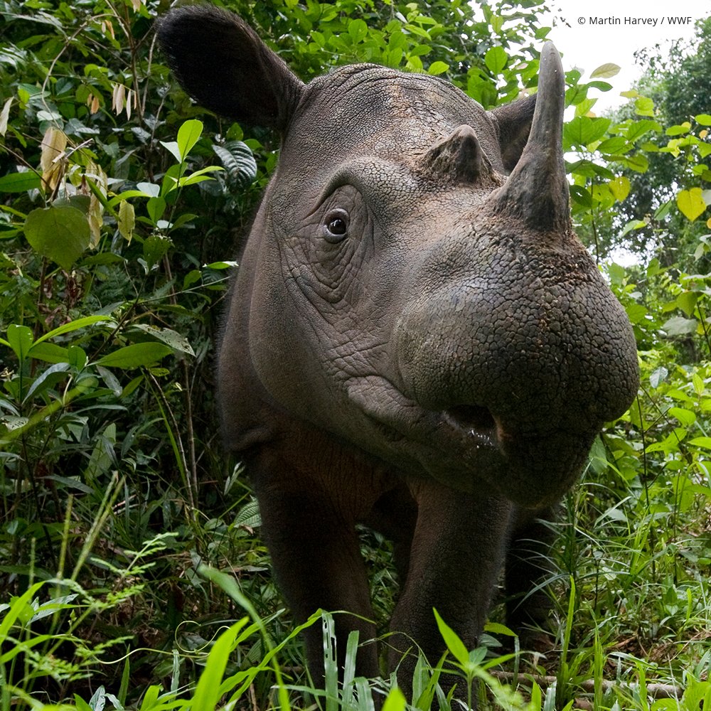There are fewer than 80 Sumatran rhinos in the wild. The Government of Indonesia and an alliance of conservation organizations and on-the-ground experts have launched an international effort to bring the Sumatran rhino back from the brink of extinction. https://savesumatranrhinos.org/