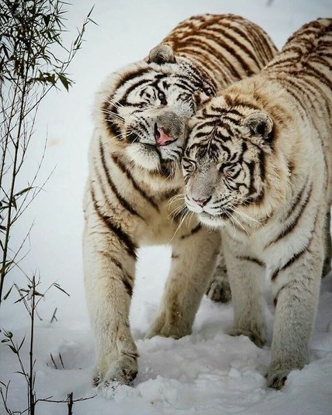 RusaAtSteK's tweet photo. Семейные ласки https://t.co/TAxlhhFMpz