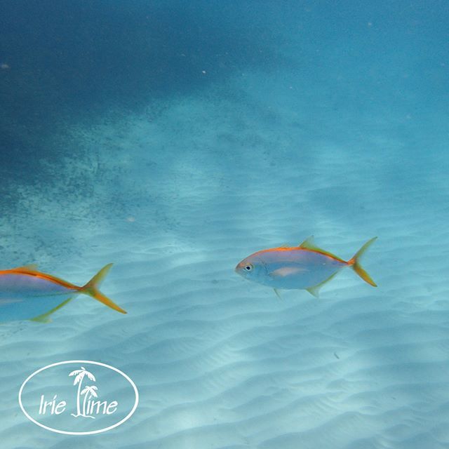 MyIrieTime's tweet photo. Follow me on #Instagram! https://t.co/XkzsI4XbDW Beautiful under the water as well! #Anguilla #axa #CapJuluca @BelmondCapJuluca https://t.co/sD5ITBj0re