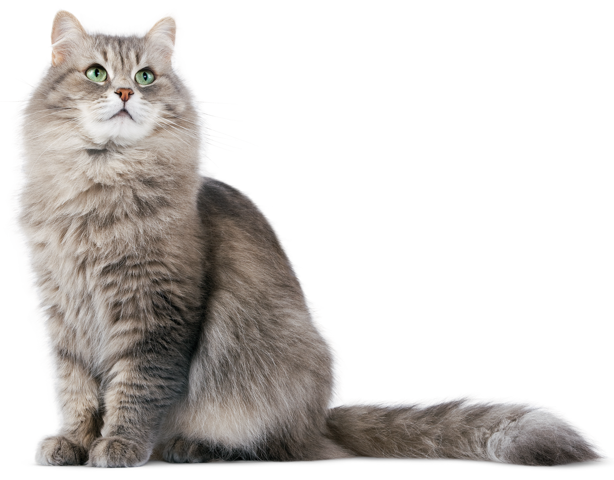 Happy #FelineFriday! We at iKuddle are committed to creating intelligent pet products, improving the health and quality of life of pets, minimizing the burden of pet parents, and creating more beautiful memories between pet owners and their companions. #Cats #Petcare #Petowner
