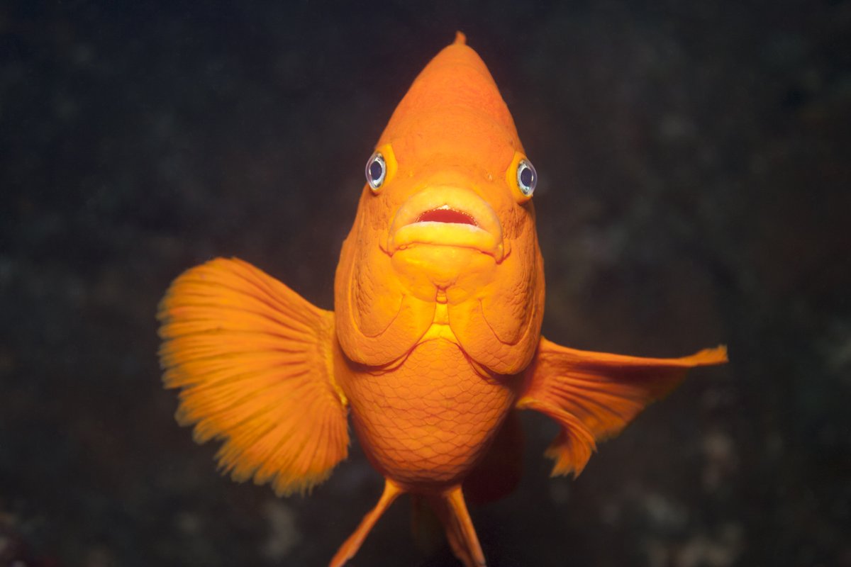 CA Ocean Protection's photo on #TypoASpecies