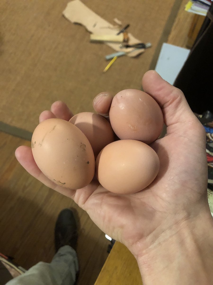 Alefro_Official's tweet photo. Henz started laying again!! https://t.co/fF0oUcjqPo