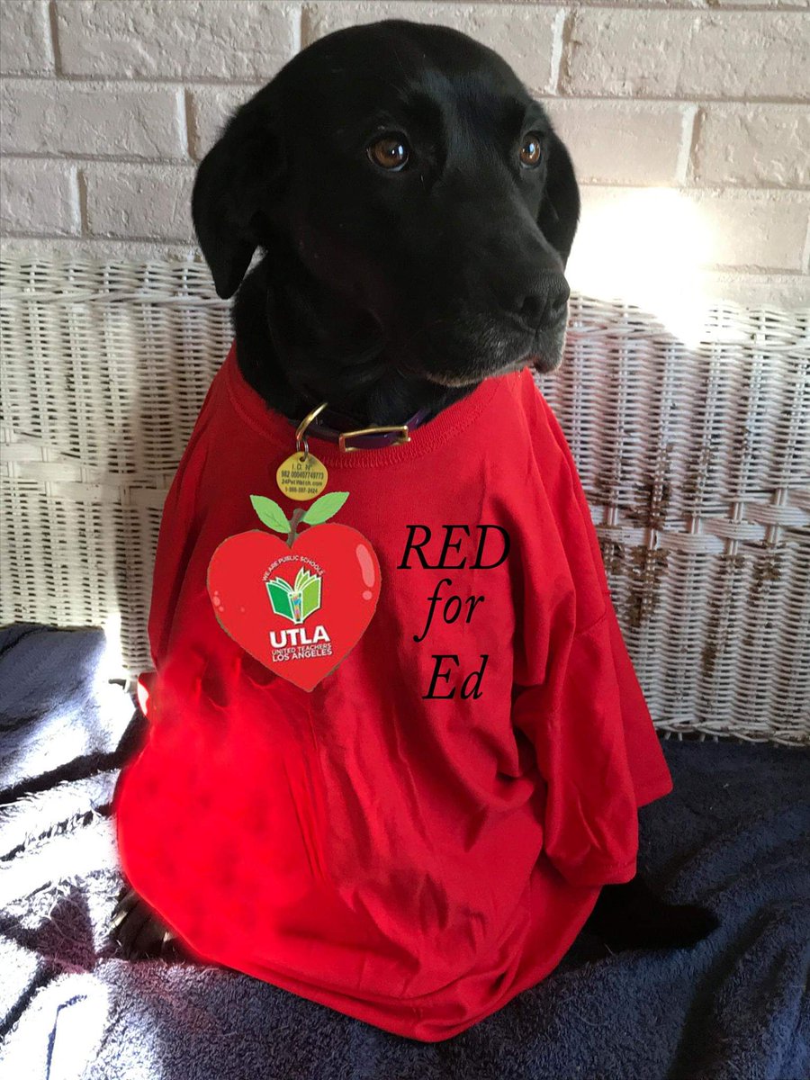 AmyKateOwen's tweet photo. Even my parents' dog is #REDforED in #Solidarity all the way from Charlotte, NC !! Helps that my mom is a retired HS teacher, & my sister is a MS teacher in NJ. #BeLadyLike #strikeready #UTLAStrong #IStandWithTeachers #weareLA #IAMLA #LAUSDStrike #LAUSD @TheEllenShow @UTLAnow https://t.co/dHj5lUZfpQ