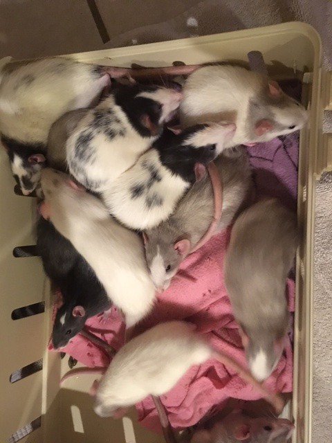 Sweet little baby girls in a cutie pile! Got a place in your mischief for them? #RATS #petrats #ratties #fancyrats