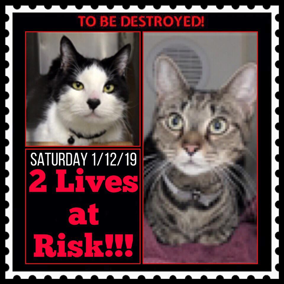 MeowMiya88's tweet photo. @NYCDEATHROWCATS Please RT adopt foster sponsor #NYC #cats #dogs scheduled to be euthanized January 12 Transport available to other states 📲 adopt@nycacc.org 
Mustlovecatsnyc@gmail.com mustlovedogsnyc@gmail.com 
#AdoptDontShop #SaveThemAll #TeamKittySOS https://t.co/Gmrd3NzwoX
