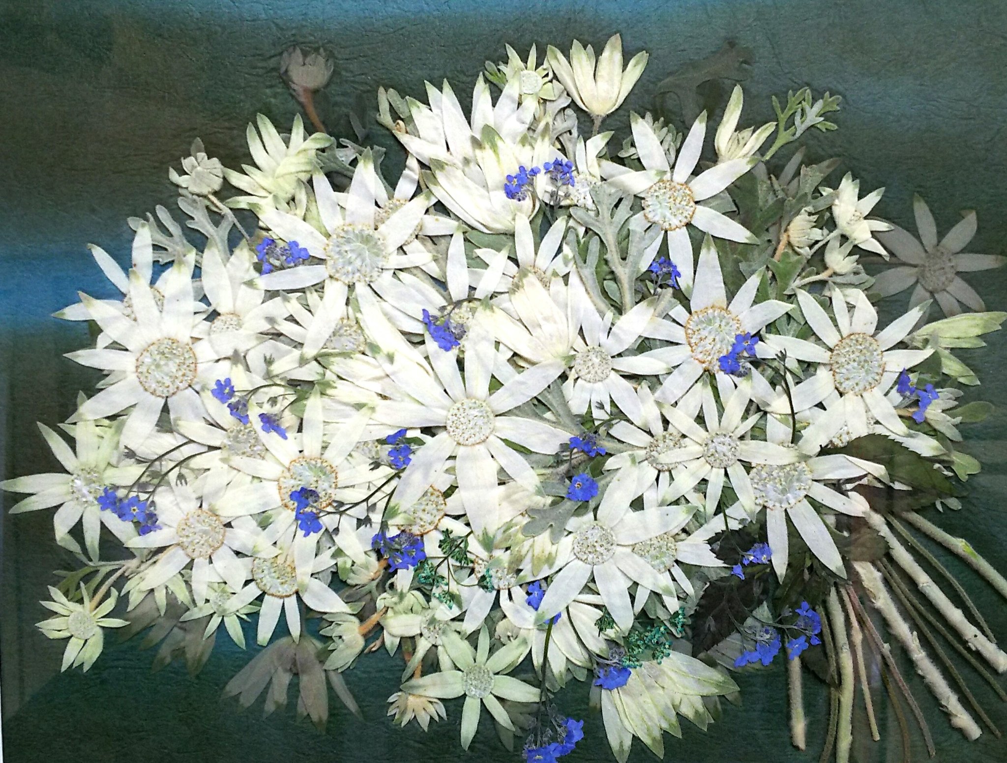 あいちゃん 冬に似合う花 フランネルフラワーの押し花 花束 フランネルフラワー 押し花 押し花の贈り物 T Co 6ltifoyt Twitter