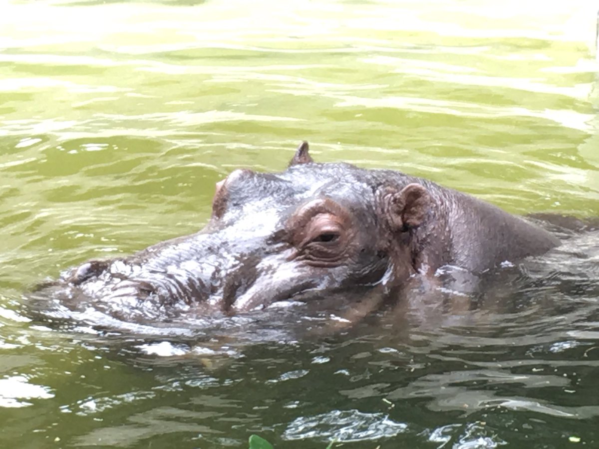 ショウ Auf Twitter 最強と言われる4頭の動物たち でも一番最強なのは ホッキョクグマ ライオン アフリカゾウ カバ 猛獣 ショウ Auf Twitter 最強と言われる4頭の動物たち でも一番最強なのは ホッキョクグマ ライオン アフリカゾウ カバ 猛獣