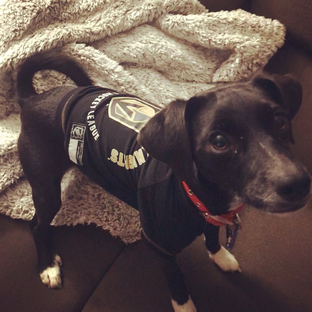 amandaprybil's tweet photo. @GoldenKnights Lil Leia the mutant VGK fan🐶💛🖤 https://t.co/OSLb446arR