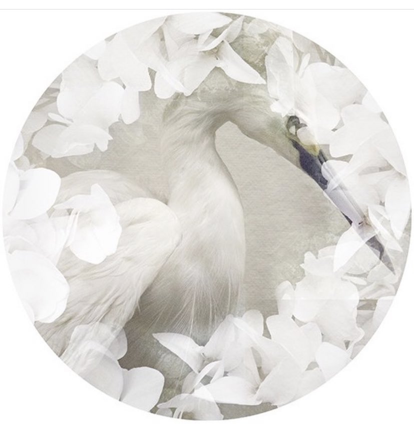 CCGalleries's tweet image. Imagery by Sandi Daniel.  DM is for pricing and details! #ccgalleries #coastalcontemporarygallery #artcollector #phtography #contemporaryart