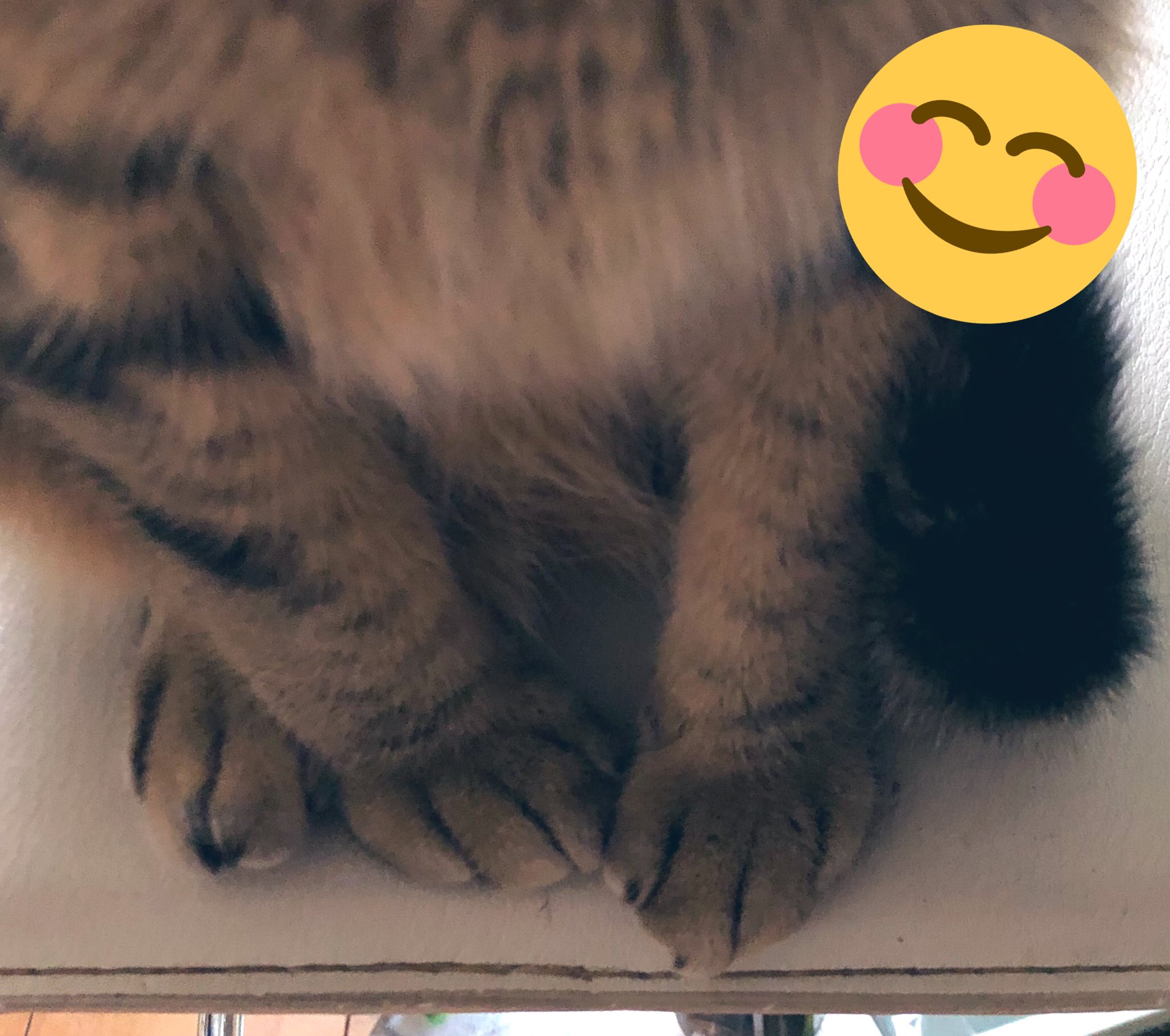 ぶちゃいくねこ様 ぶちゃいく猫 - Search / X
