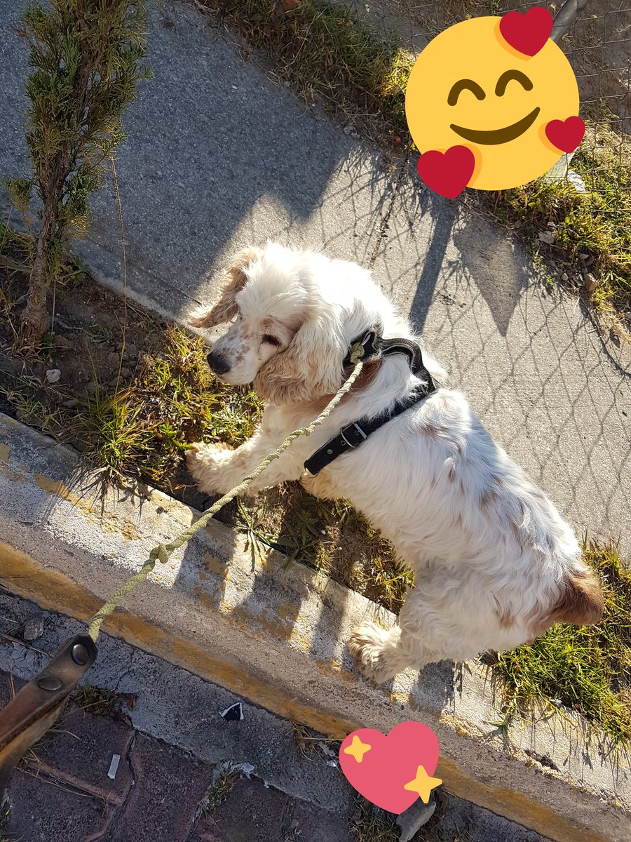 a24_rocker's tweet photo. Mi constante por casi 13 años 💖🐕💕 mi perrija Camila.
Este 2019 cumplirá 13 años, han pasado mil cosas en todo este tiempo.
Y yo la amo como desde la primera vez que la cargue y la tuve entre mis manos porque era muy pequeña.
#TrueLove #PaseoDeHoy
#AmoresPerros #TardeGenial https://t.co/BYFh6lEKNQ