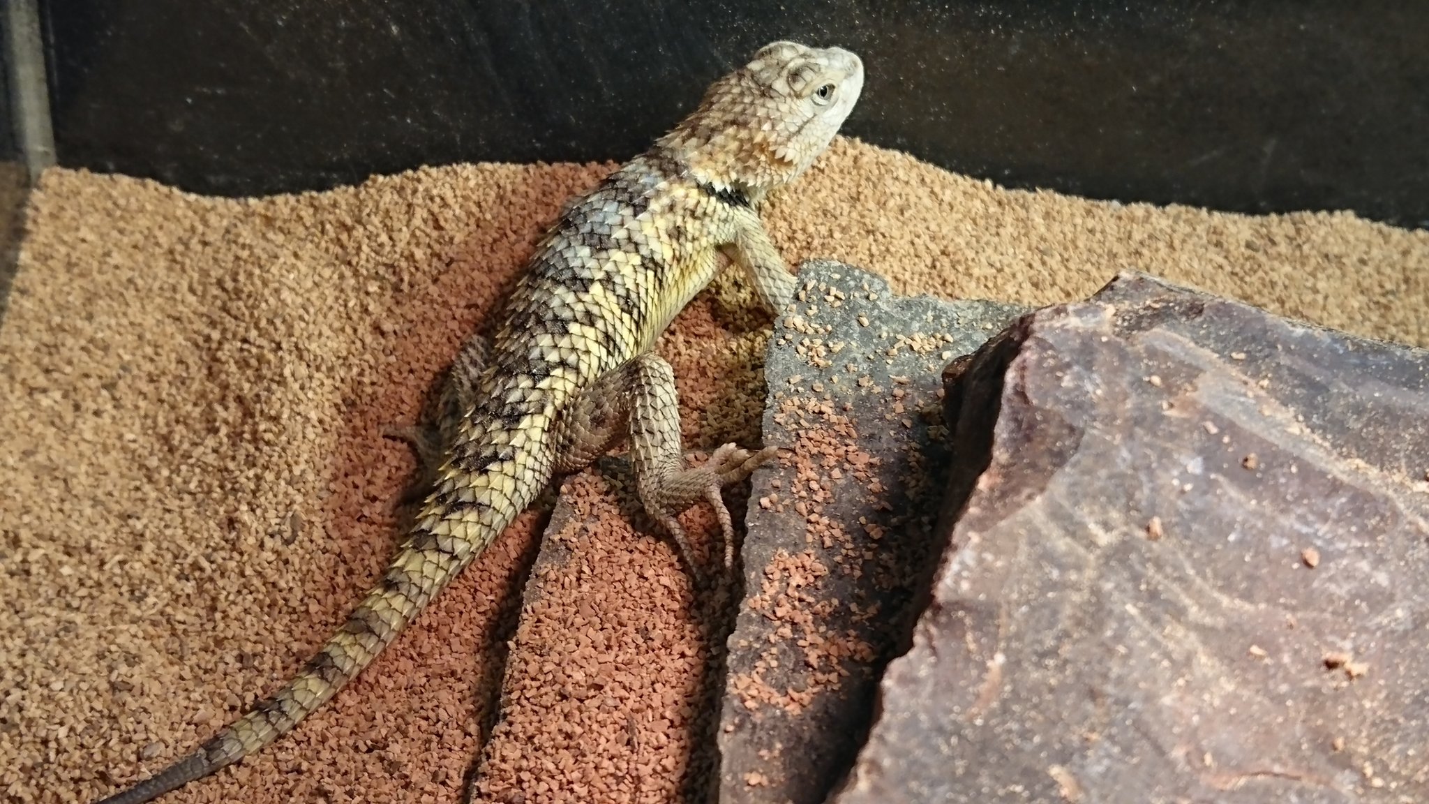 טוויטר Rainbow Eyes 札幌 בטוויטר 黄色いトカゲの写真を撮るのは色味 が上手く写らず難しいですね 画像はセマダラサバクハリトカゲ Sceloporus Magister Bimaculosus です 一目惚れした良いトカゲです 殖やせたら良いな T Co Knwffxxxky