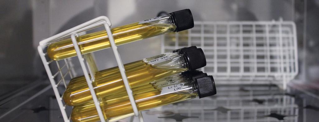 Webpage for Department of Microbiology and Molecular Genetics
bit.ly/2ClxOke bit.ly/2ClxOke
