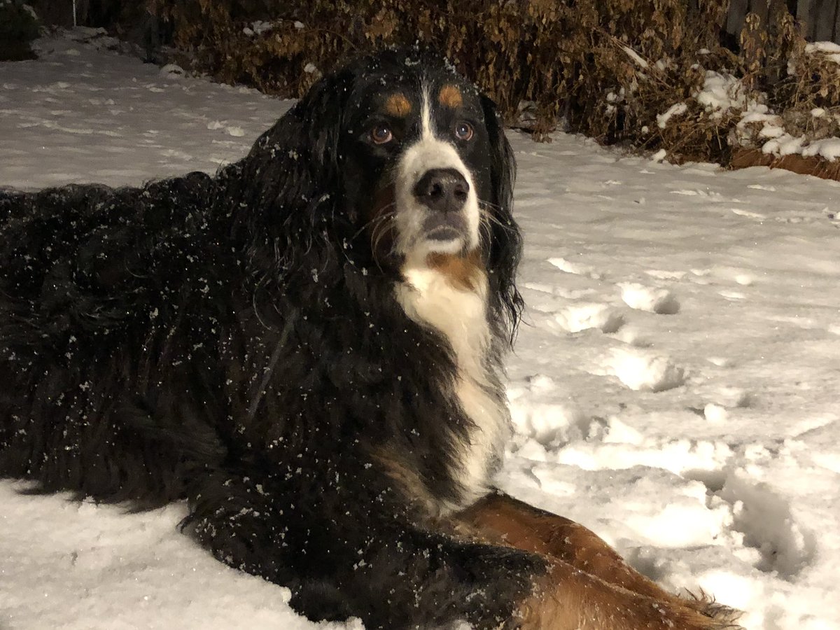 AdventureOlli's tweet photo. Snow girls! These puppy sissies are loving it!  #denver #snowdays https://t.co/J8m5saGFl7