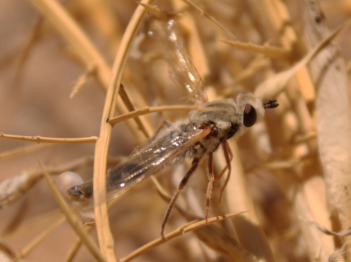Happy #flyfriday ! Check out this cute mydid fly I found while doing fieldwork in Namibia. Lucky for me this poor fly got caught in some thorns, which made taking its picture a lot easier. I believe the species is Namibimydas psamminos (Dikow, 2012).