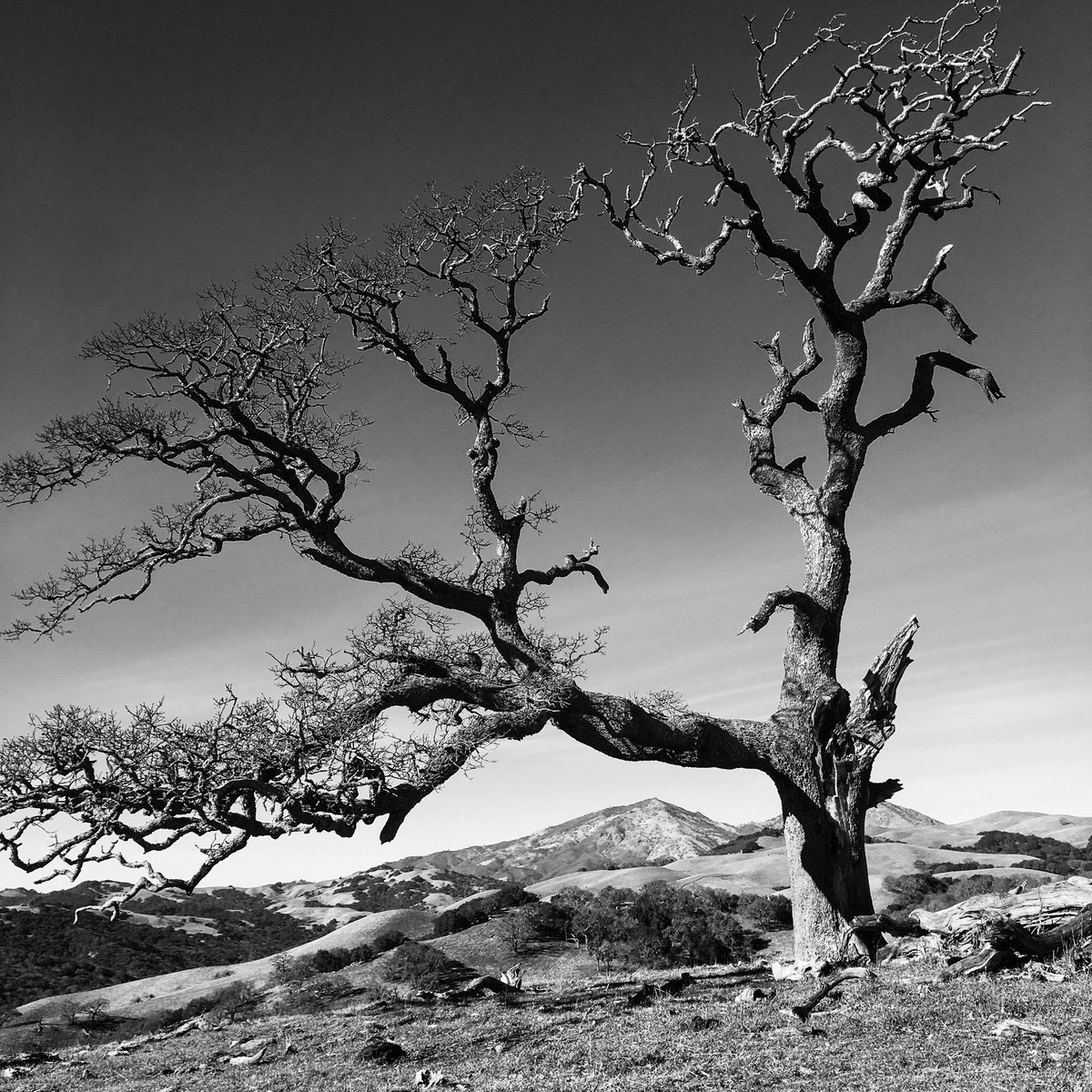 Mount Diablo and oak #californialove #coastalcalifornia