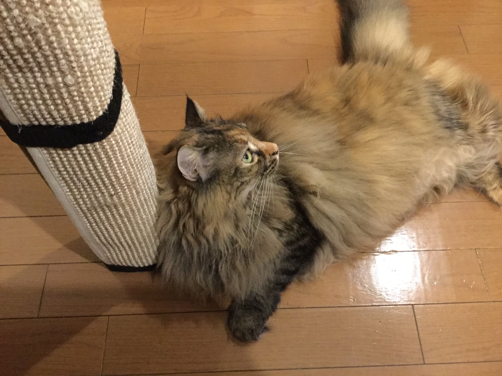 ルディママ Necocaferudy Twitter