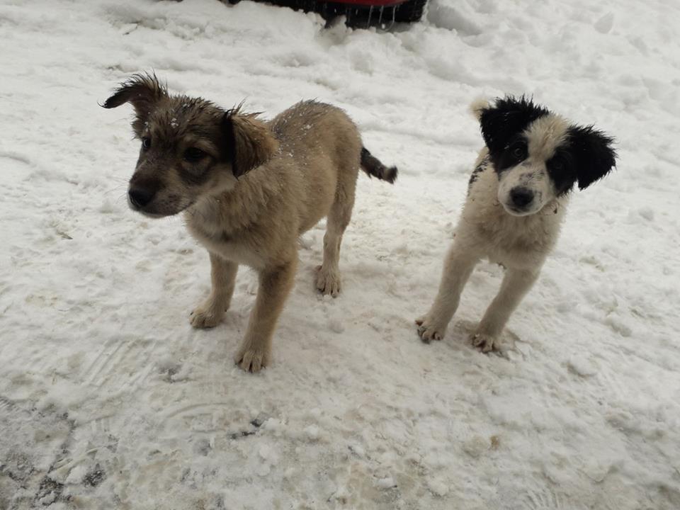 sapa028's tweet photo. Mi smo Panda i Nataša! Imamo oko 3 meseca, vakcinisane smo i očišćene  od parazita. Imamo uredne zdravstvene kartone. Rođene smo  ispod jedne perionice na obali Ibra , na najhladnijem mogućem mestu. Divni ljudi brinu o nama dok smo na ulici, ali želele bismo naš dom... RT https://t.co/t161PDUgjE