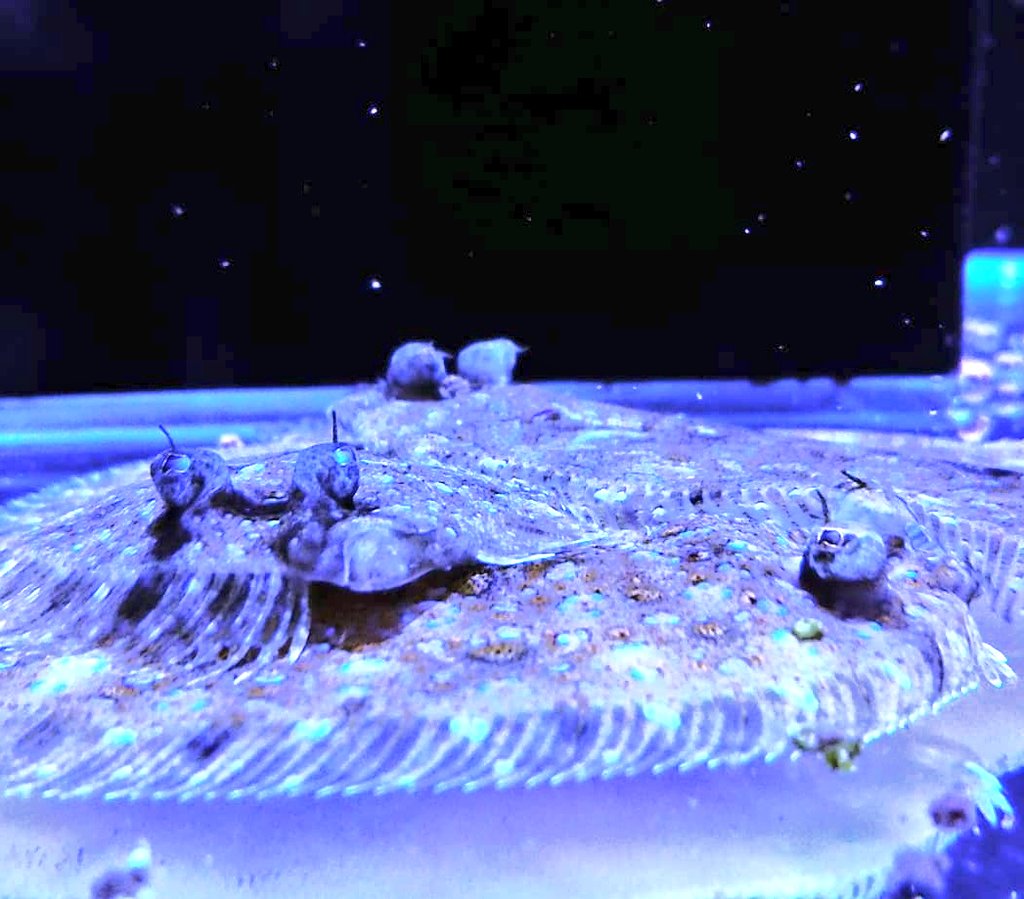 アクアステージ21さいたま店 海水魚 サンゴ ライブロックが入荷しました オススメはつぶらな瞳のカレイちゃんです ハタタテハゼもたっぷり在庫中 ライブロックは人気の小さめサイズです サンゴも新たに来てますよ アクアリウム アクア