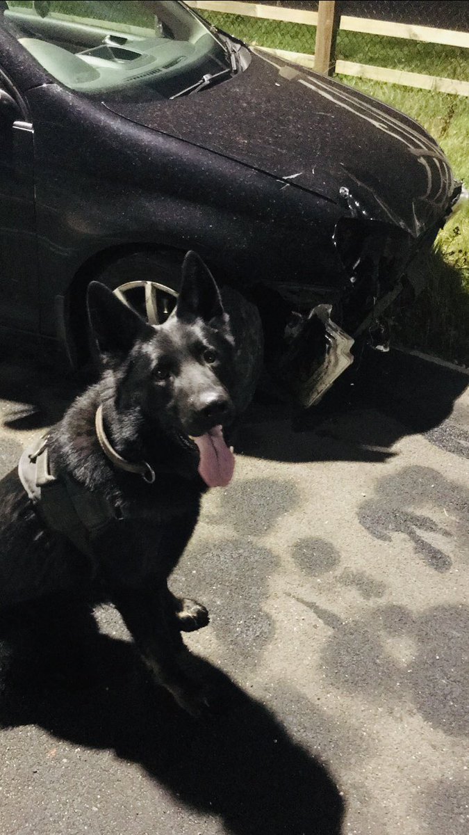 Iggy tracked from this car after the driver decided to do a runner. Iggy located the driver in the corner of a field making a drunken effort to hide in a bush 🤦‍♂️