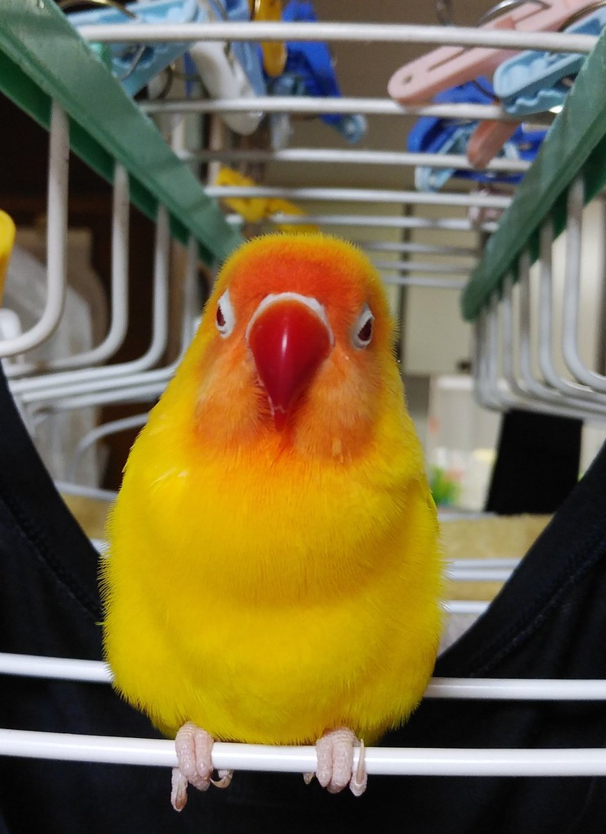 今日の四角いハル❤
ずーっとそんなとこに居るから
なかなか干せなかったよ😅