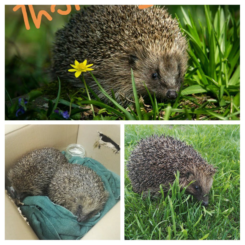 ngsgardenhook's tweet image. Please help us #saveourhedgehogs I have released rehabilitated from local Hedgehog rescues into my @ngsgardenhook  Any donation greatly accepted I support feed #Hedgehogs throughout the year #theyneedourhelp #Thankyou ❤️ #EastYorkshire @avidgardener72
amazon.co.uk/gp/registry/wi…