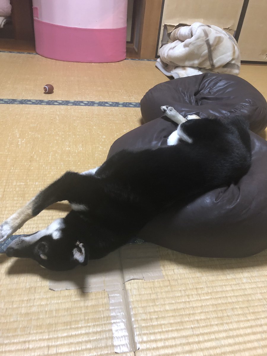 gary_tanak's tweet photo. どんな寝相やねん！！ww https://t.co/h8W9fgLQNB