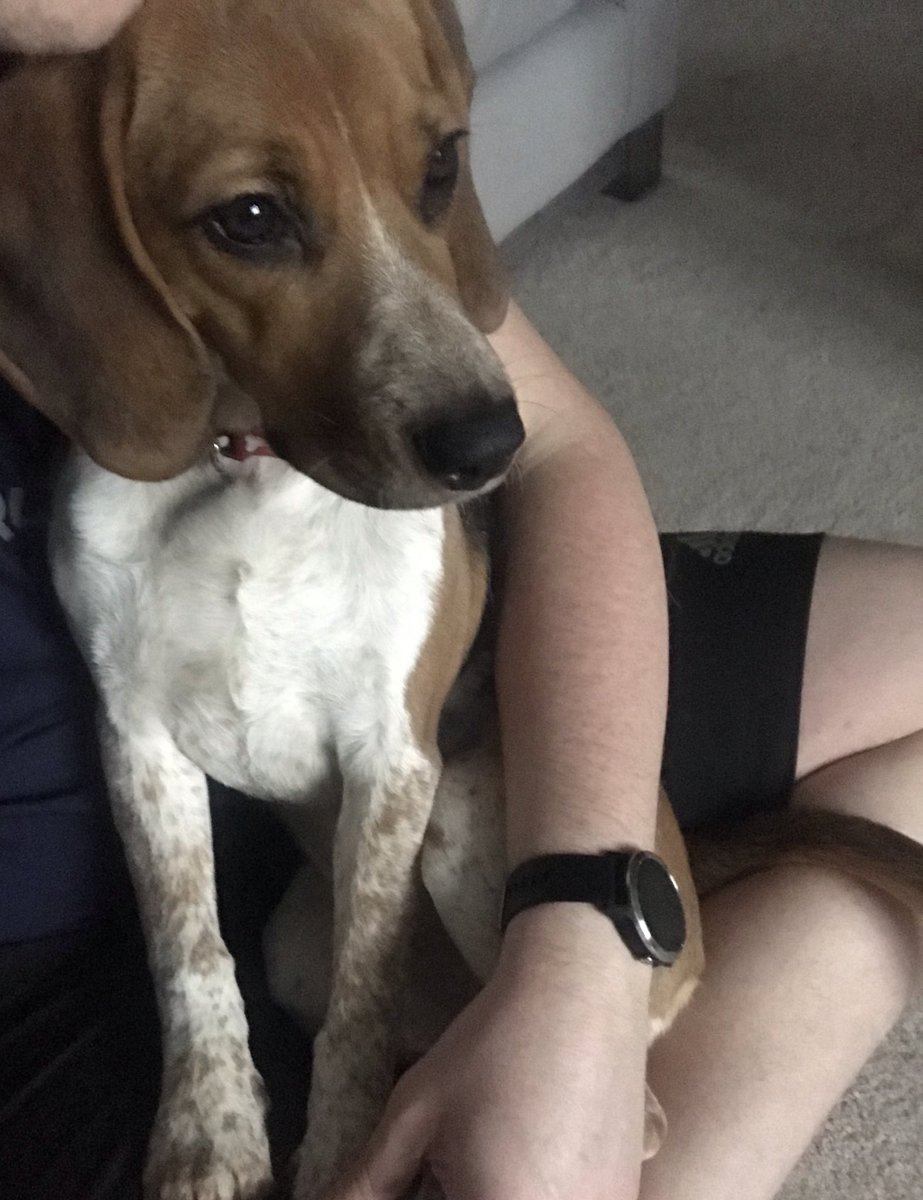 BeagleandMe's tweet photo. #DailyMabel 

I should be going on a run but Mabel needed a love this morning 💙 https://t.co/mFl8UivNl7
