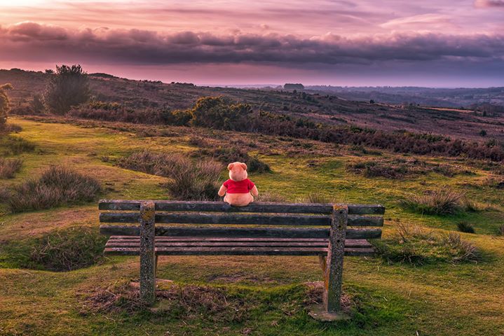 bbcsoutheast's tweet photo. Winnie the Pooh takes in the view at Ashdown Forest. Thanks to Daniel York for sending it in – it’s our #photooftheday https://t.co/JiPzwDo3a2