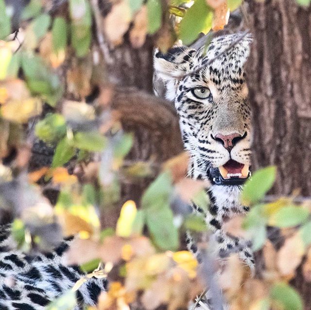 RobynAnsellArt's tweet photo. Framed in Mopani ๐๐๐งก #paintinginspiration #iseeyou #travelafrica #leopard #wild #wildlife #wilderness #justchillin #mopanitrees #africantrees #africancats #bigcats #kruger #beautifulbranches #adventure #spots #travel #northernkruger #safari #gameresโฆ https://t.co/cIBOtxqHFo https://t.co/EpQ8R00V5A