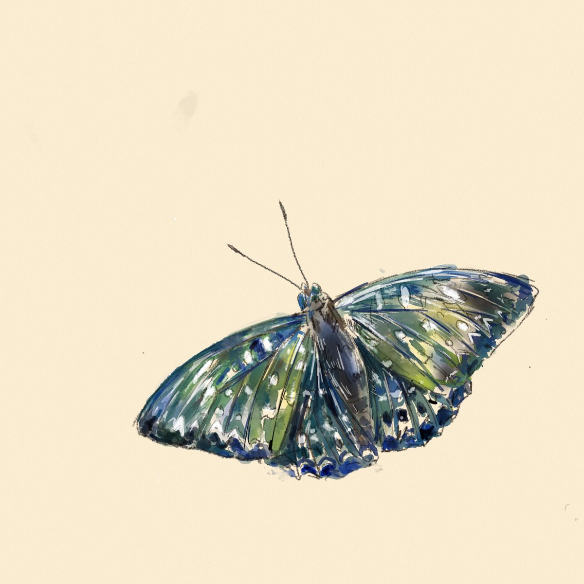 「昆虫を描きました🐞。 」|じゅえき太郎のイラスト