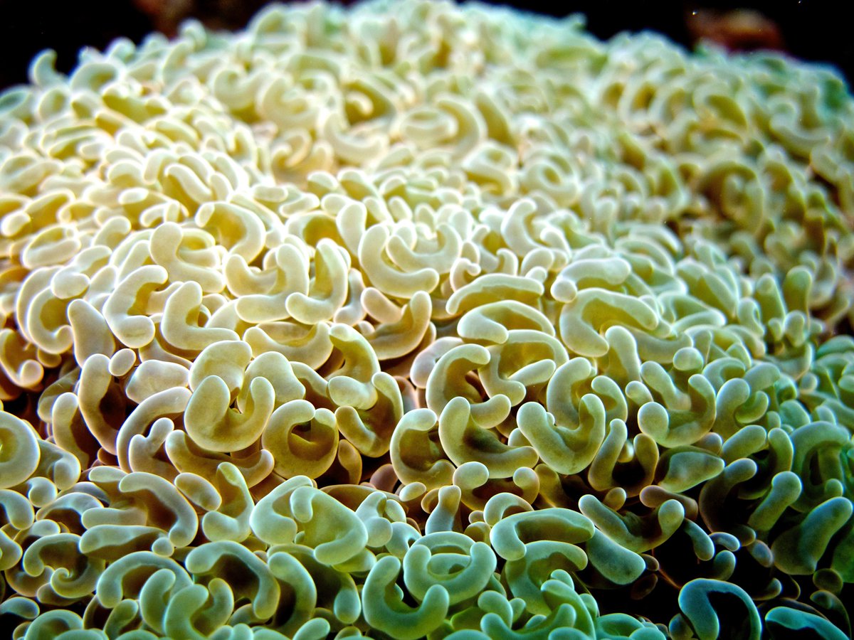similan_scuba's tweet photo. There are many amazing things to see and photograph underwater. Here is a close up of some stunning soft coral #Similanscuba #diving #scuba #underwaterphotography #underwater #divingdaytrip #scubadiving #khaolak #similanislands https://t.co/LlJgGMs53w