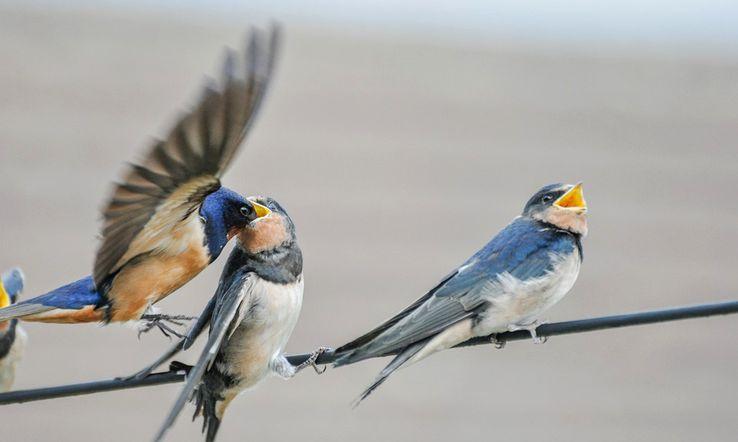 franceculture's tweet photo. Environ un tiers des oiseaux ont disparu des campagnes ces vingt dernières années. Des printemps sans chants d'oiseaux ? C'est malheureusement ce qui nous attend à cause de l'agrochimie. https://t.co/jcyGfkamHP https://t.co/4ryOpcdoUP