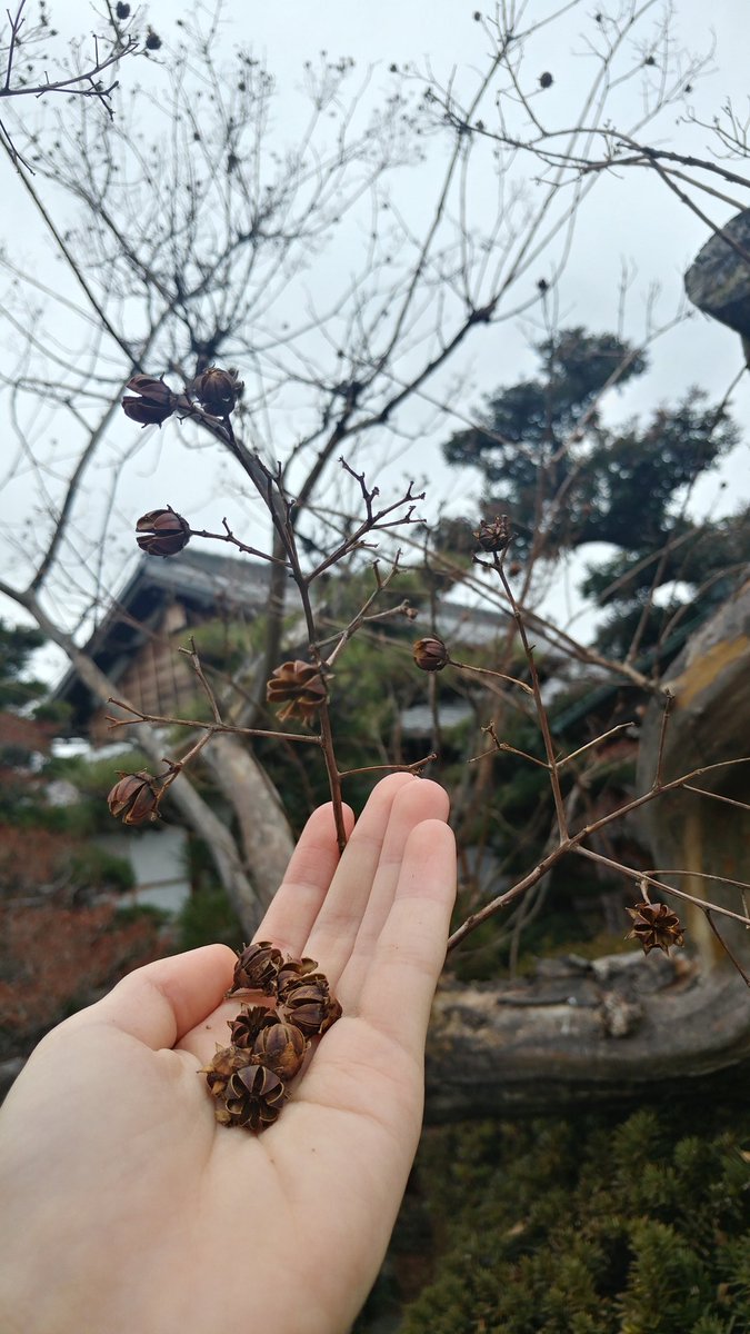 小松菜農家の娘 フワフワの種 サルスベリの木の種 がありました ﾉ